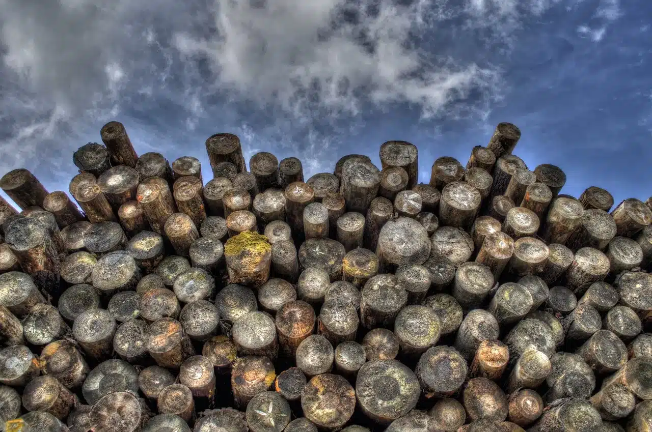 Timber and wood industry in Poland